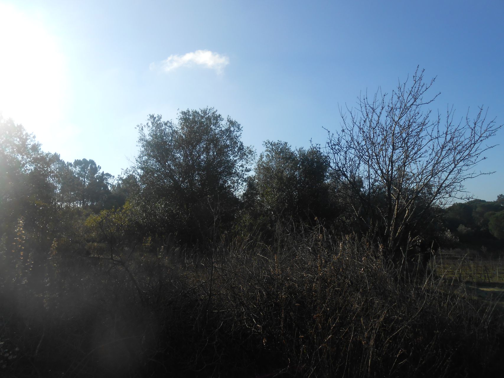 Terreno Florestal 2