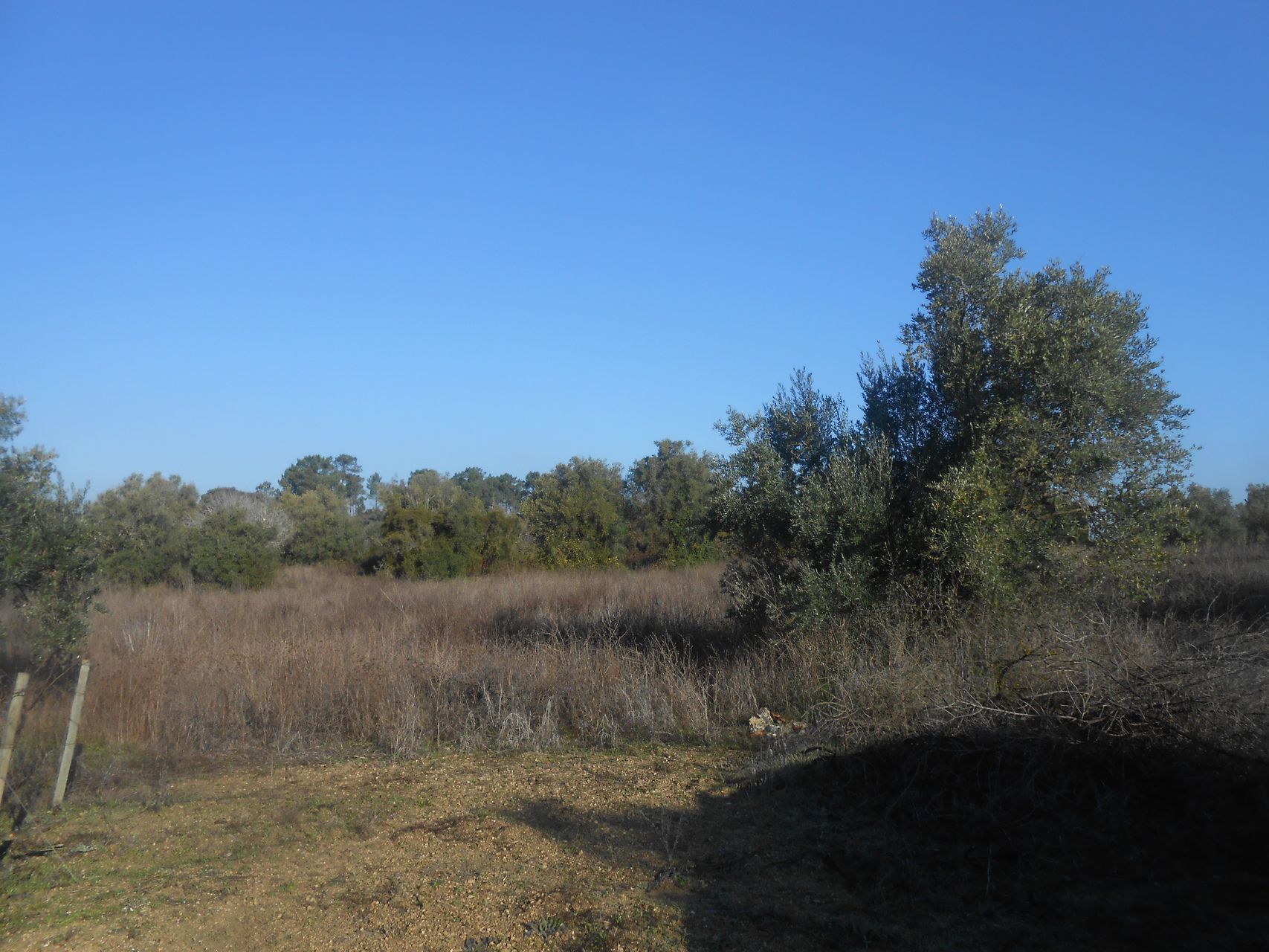Terreno Florestal 3