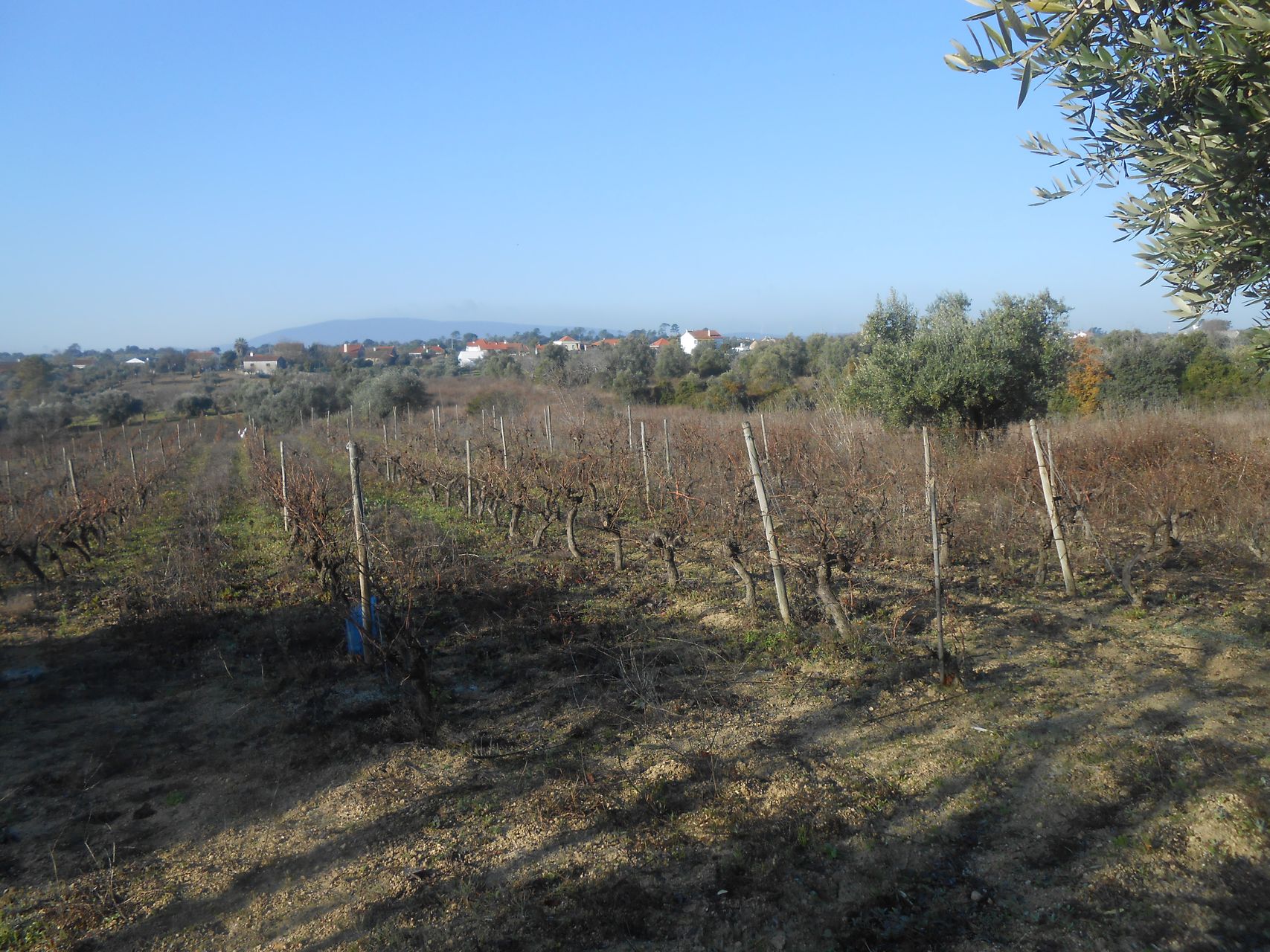 Terreno Florestal 4