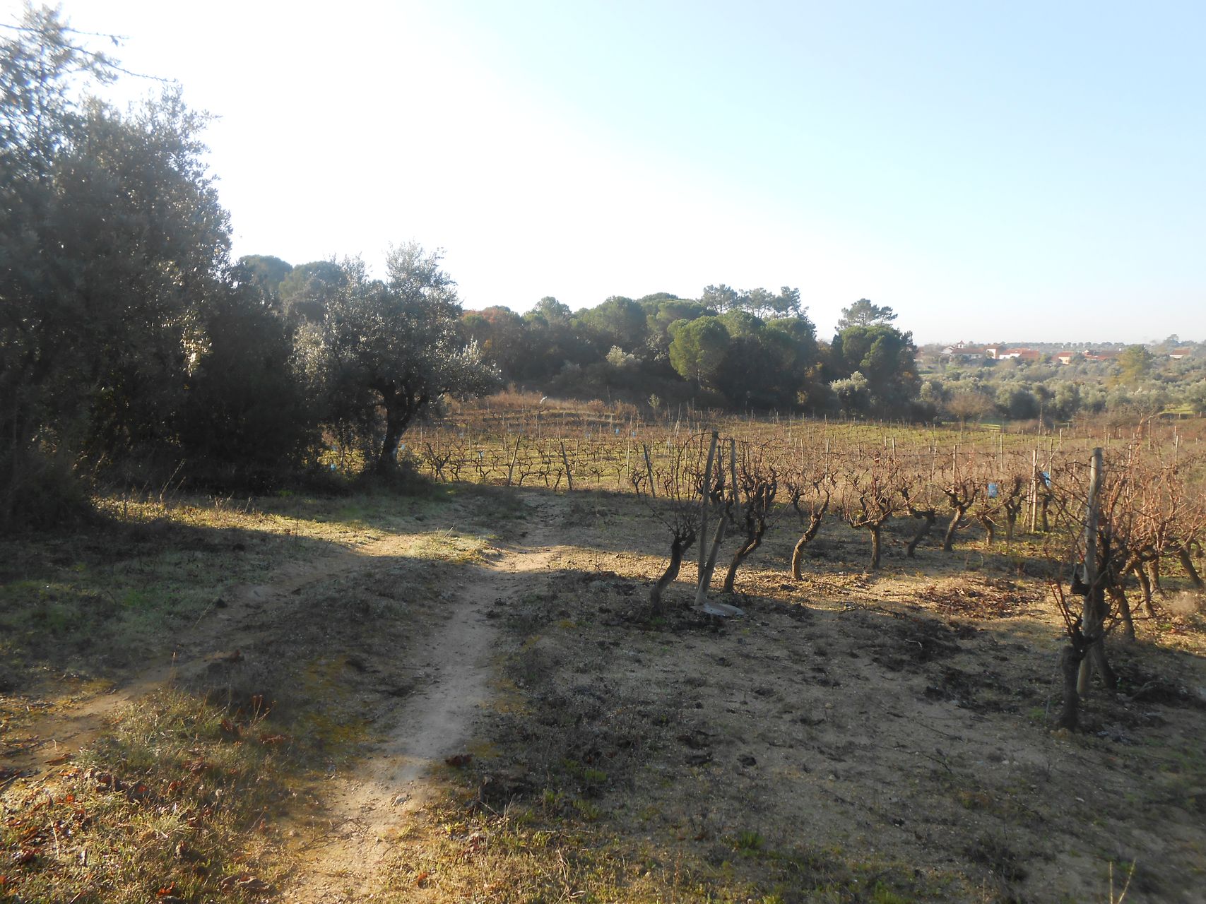 Terreno Florestal 5