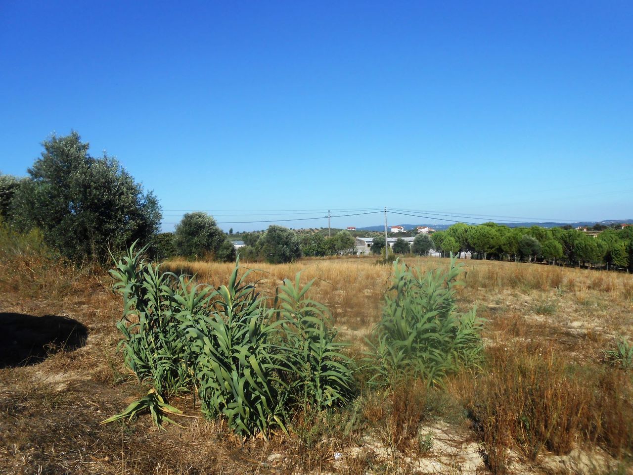 Terreno p/construção a cerca de 10 minutos do centro de Tomar 5 / 5