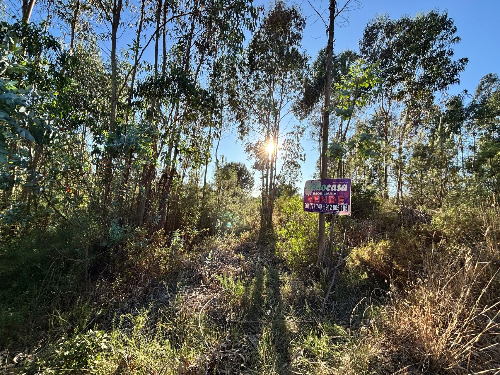 Terreno Florestal 5 / 5