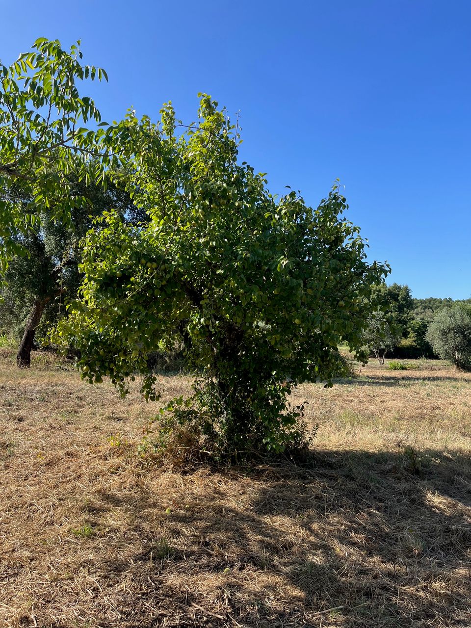 Land – agroforestry 5 / 5